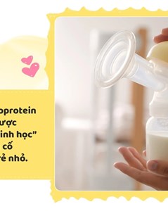 Lactoferrin và bước tiến mới trong dinh dưỡng đề kháng
