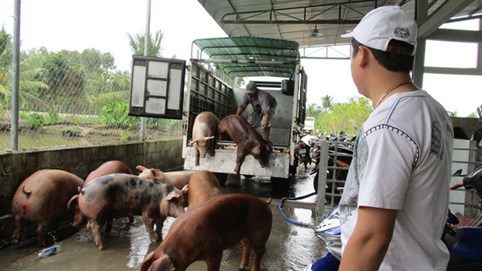 Hụt nguồn heo Thái Lan, heo hơi trong nước tăng giá