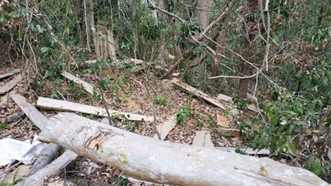 Bắt giam Chủ tịch công ty trong vụ phá 30.000m2 rừng để 'trồng rừng'