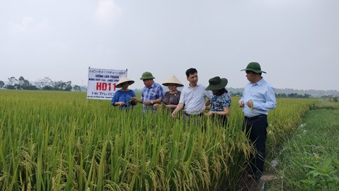Giống lúa thuần hdt10 và hd11: “Mùa vàng” cho nhà nông