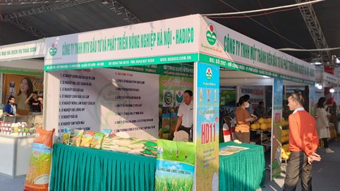 Giống lúa thuần HDT10 VÀ HD11: Sản phẩm vàng chất lượng