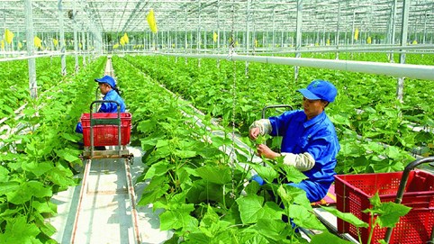 Ông Hà Văn Thắng – Chủ tịch Hội đồng Doanh nghiệp nông nghiệp Việt Nam: “Năm 2024 là cơ hội cho phát triển nông nghiệp công nghệ cao!”