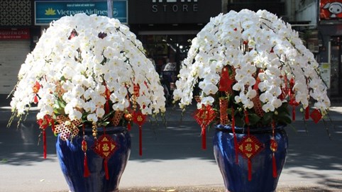 Một triệu đồng mỗi cành lan công chúa 'bay' từ Nhật về