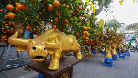Trâu ôm tiền vàng cõng đào, mai trắng bọc rêu tràn về chợ hoa Tết