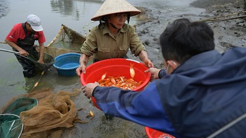Rộn ràng làng cá chép đỏ dịp Tết ông Công, ông Táo