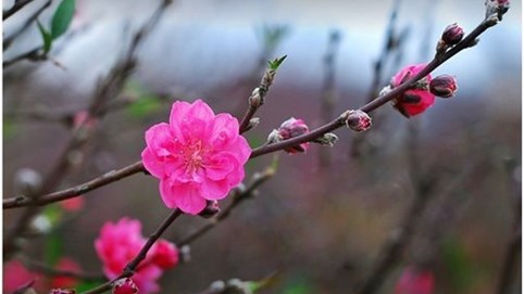 Sau Tết Âm lịch, chứng khoán Việt Nam thường biến động ra sao?