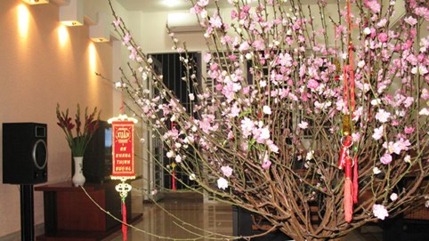 Những loài hoa trưng Tết mang vượng khí rước tài lộc vào nhà