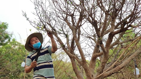 Mai vàng cổ được rao bán 2,5 tỷ đồng