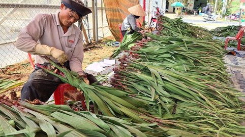 Giải cứu hoa tết Đà Lạt giữa mùa dịch Covid-19