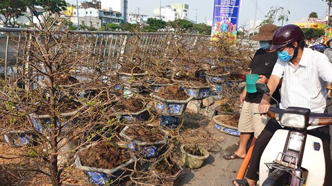 Mang 1.000 cây đào vào Sài Gòn, 3 ngày bán được 10 cây