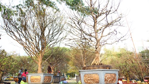 Những cây mai bạc tỷ tại chợ hoa xuân TP HCM