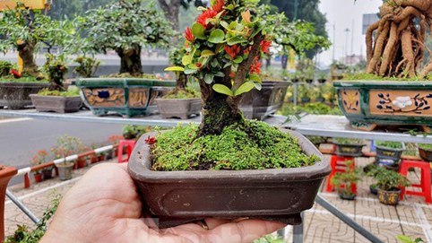 Bonsai mini 'độc lạ' tiền triệu hút khách tại chợ hoa Tết