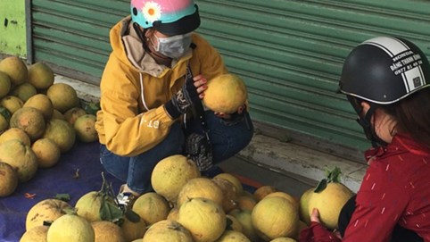 Hàng trăm tấn bưởi chờ 'giải cứu' ở Đồng Nai