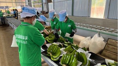 Hoàng Anh Gia Lai (HAG) thu về hơn 1.000 tỷ đồng trong 2 tháng đầu năm, kỳ vọng kết quả tăng đột biến 2 quý cuối năm