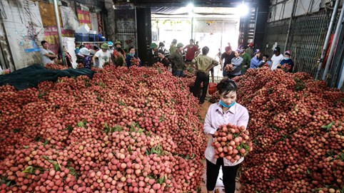 Vải thiều Lục Ngạn được Nhật Bản cấp bằng bảo hộ chỉ dẫn địa lý