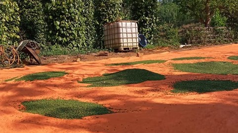 Cảnh báo 'cơn sốt' hồ tiêu