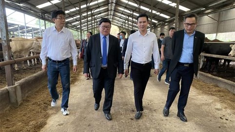 Thực hư việc shark Tam cùng nhóm đầu tư 'rót' 2.000 tỷ vào hệ thống 5 trang trại bò