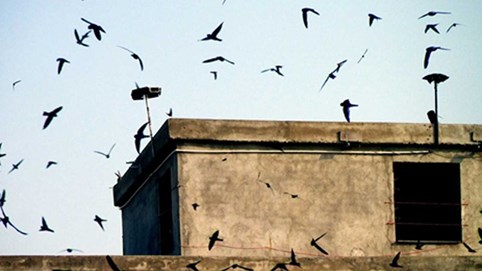 Từ 20/4: Phát âm thanh quá ồn để dẫn dụ chim yến sẽ bị phạt