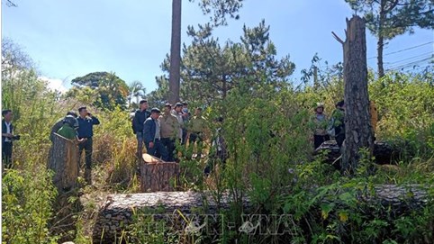 Lâm Đồng: Điều tra vụ rừng thông cổ thụ bị cưa hạ trái phép Lâm Đồng