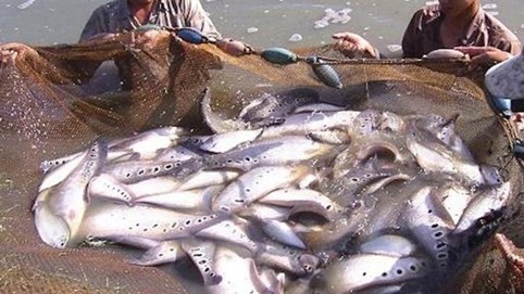 Khám phá sản vật miền Nam Việt Nam (Kỳ 8): khóm Cầu Đúc, bưởi Năm Roi Phú Hữu, nấm mối, cá thát lát và đọt choại Hậu Giang