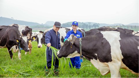 Sự “đặc biệt” của dự án nghìn tỷ “Thiên đường sữa Mộc Châu”