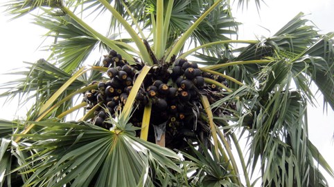 Khám phá sản vật miền Nam Việt Nam (Kỳ 11): thốt nốt Bảy Núi, bánh canh Vĩnh Trung, lá giang núi Sam, bánh phồng Phú Mỹ