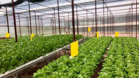 Ứng dụng khoa học, chuyển giao công nghệ trong sản xuất nông nghiệp và đời sống