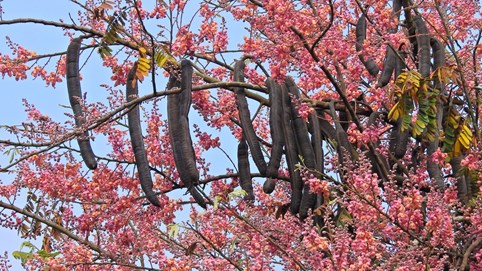 Khám phá sản vật miền Nam Việt Nam (Kỳ 13): gạo Nàng Thơm chợ Đào, rượu đế Gò Đen, khóm Bến Lức, thanh long Châu Thành