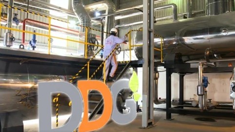 Đầu tư Công nghiệp Xuất nhập khẩu Đông Dương (DDG) lỗ ròng hơn 63 tỷ đồng sau kiểm toán, đối mặt rủi ro thanh khoản nghiêm trọng