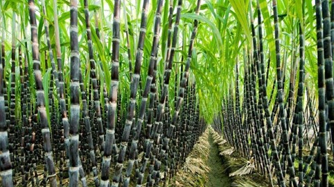 Ngành mía đường quý 1/2025: Lợi nhuận phân hóa mạnh, tồn kho cao kỷ lục gây áp lực lớn