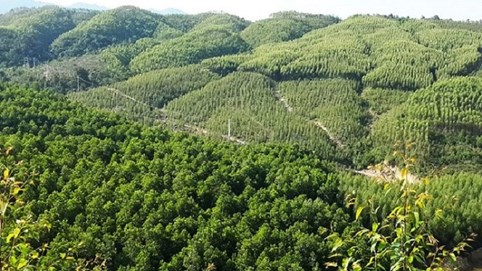 Nhiều chính sách hỗ trợ đối với rừng sản xuất