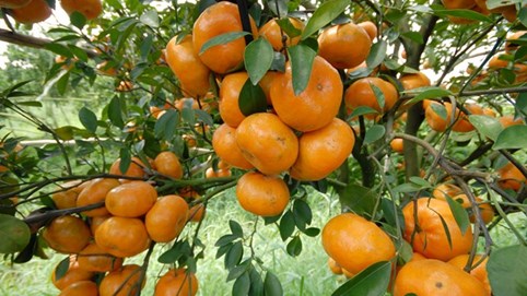 Khám phá sản vật miền Nam Việt Nam (Kỳ 19): cam mật Phong Điền, nem Cái Răng, vú sữa và quýt đường Cần Thơ