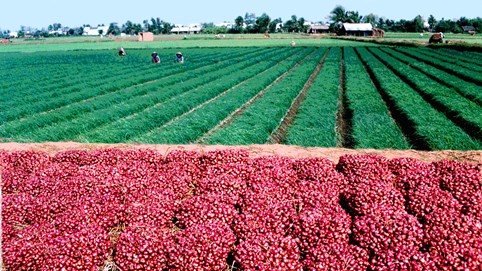 Khám phá sản vật miền Nam Việt Nam (Kỳ 21): cá kèo, bún nước lèo Sóc Trăng, hành tím và xá bấu Vĩnh Châu