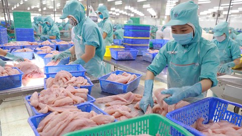 SSI Research chỉ ra hai yếu tố giúp lợi nhuận doanh nghiệp cá tra khởi sắc trong 6 tháng cuối năm 2023