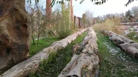 Công trường làm lộ 18 tấn 'gỗ hóa ngọc' quý hiếm, khiến ‘Đông phương thần mộc’ và mạch kho báu mới hiện ra, công nghệ sẵn sàng vào cuộc