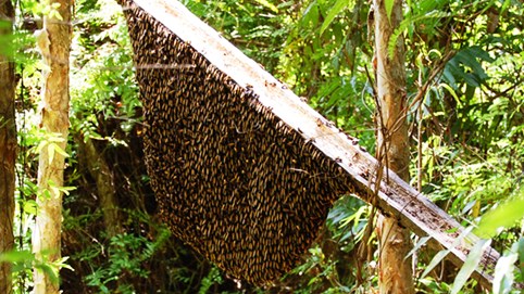 Khám phá sản vật miền Nam Việt Nam (Kỳ 26): ba khía Rạch Gốc, mật ong rừng U Minh, chả trứng mực Cà Mau, cháo trăn sông Trẹm