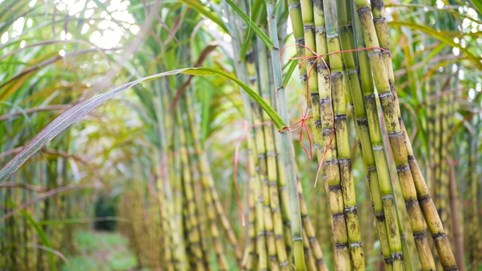 Mía đường Sơn La (SLS) báo lãi kỷ lục hơn 500 tỷ trong niên vụ 2022 - 2023, EPS đạt trên 53.000 đồng/cp