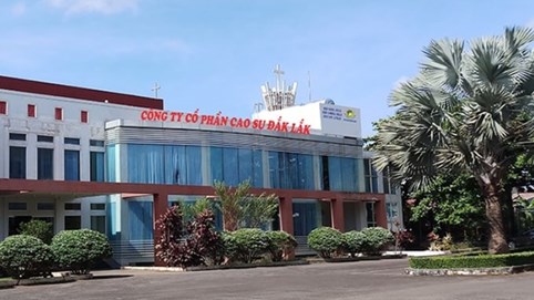 Đầu tư Cao su Đắk Lắk (DRI) báo lãi bán niên kỷ lục, hoàn thành 68% kế hoạch năm