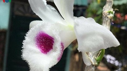 “Những giò lan đột biến giá tiền tỷ là thật chứ không ảo“