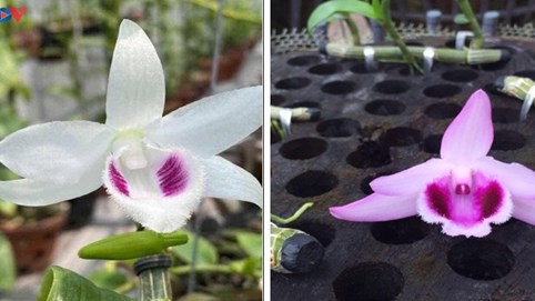 Cảnh báo người mua về “trái đắng” từ lan đột biến giá tiền tỷ