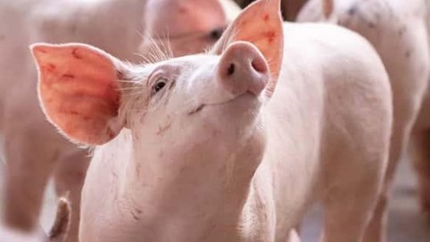 Cổ phiếu doanh nghiệp chăn nuôi heo đồng loạt bứt phá mạnh, có mã tăng gần 90% sau 4 tháng