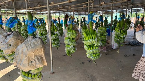 Hoàng Anh Gia Lai được tái cấp tín dụng hạn mức 500 tỷ đồng