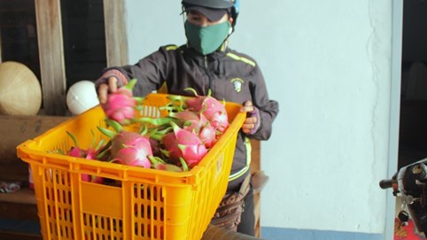 Nông dân Đắk Lắk điêu đứng vì thanh long rớt giá còn 2.000 đồng/kg