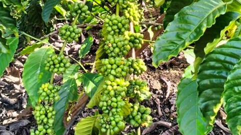 Xuất khẩu cà phê dự báo kỷ lục mới