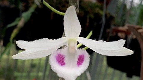 Sập bẫy làm giàu từ lan đột biến tiền tỷ