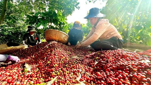 Giá cà phê lao dốc 30%, nguồn cung toàn cầu sắp chạm đỉnh kỷ lục