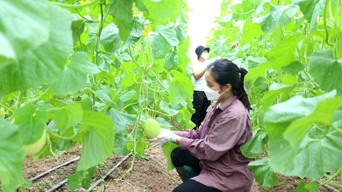 Khả thi mục tiêu 65 tỷ USD xuất khẩu nông, lâm, thủy sản