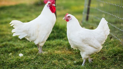Gà Bresse - Loại gà Pháp ngon bậc nhất hành tinh