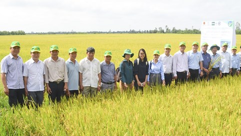 Giá gạo miền Tây đang giảm: Doanh nghiệp cùng vượt khó với nông dân