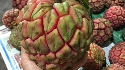 450.000 đồng một trái na rừng 3kg